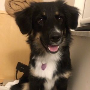 Meet your Posher, Posh